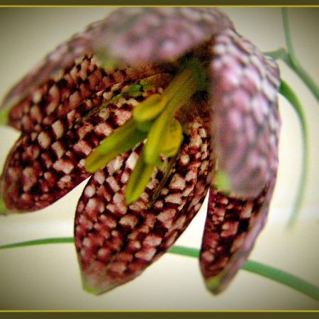 Fritilaria Meleagris